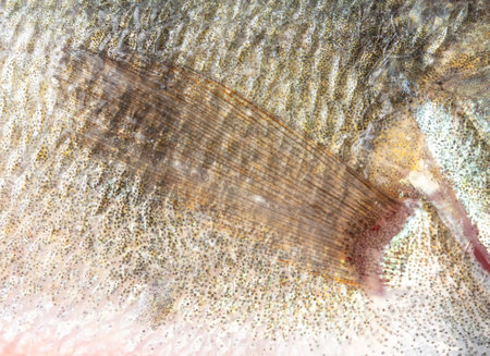 Perch fish fin as background. Macro