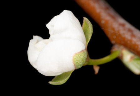 Cherry blossoms on a black background in spring. Macroの写真素材