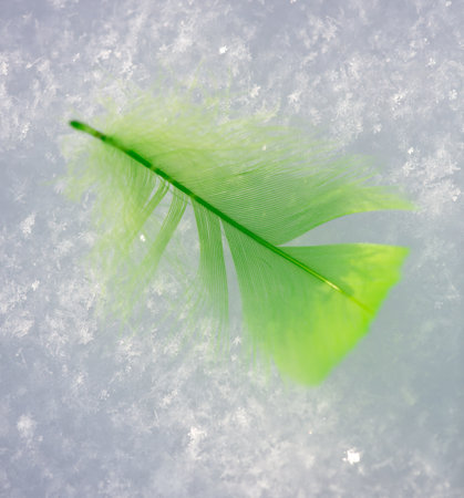 Green feather on white snow in winter. close-up.の写真素材