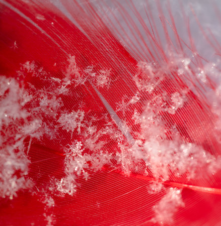 Red decorative feather on white snow in winter. close-upの写真素材