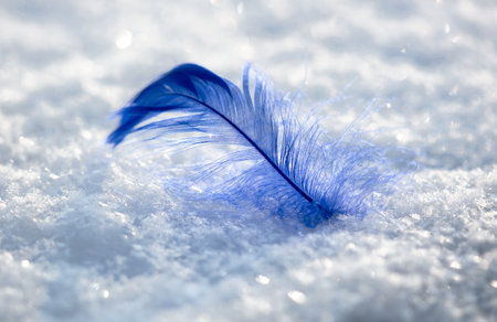 Blue feather on white snow in winter. close-up.の写真素材