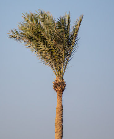 Palm tree against the blue sky. nature in the tropicsの写真素材