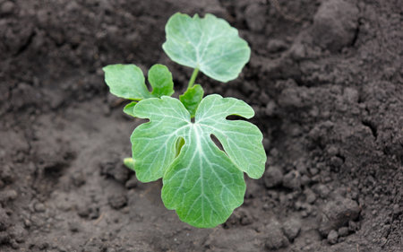 Watermelon seedling in the ground. Natureの写真素材