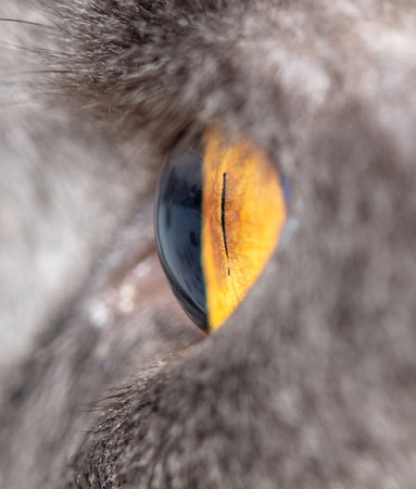 Yellow eye of a gray cat. Macro