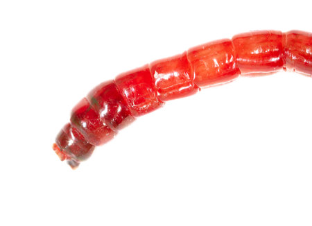 Red bloodworm isolated on white background. macro.の写真素材