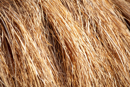 Dry hay as an abstract background. textureの写真素材