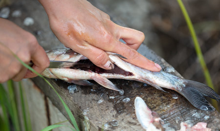 Cleaning fish with hands in nature. close-upの写真素材