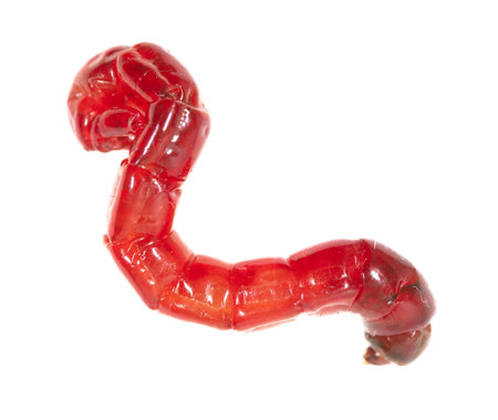 Red bloodworm isolated on white background. macro.