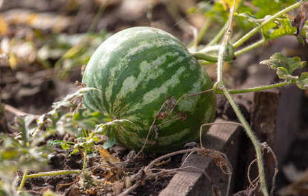 Watermelon in the vegetable garden.の写真素材