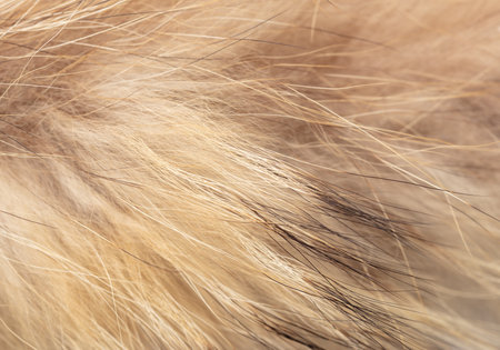 Animal fur as an abstract background. macro.の写真素材