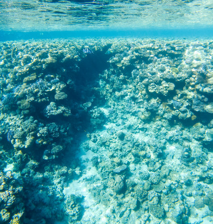 Coral reef under the water of the Red Sea.の写真素材