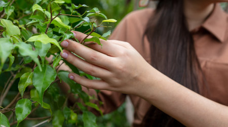 Girl's hands cares for green leaves on a plant in the park. close-upの写真素材