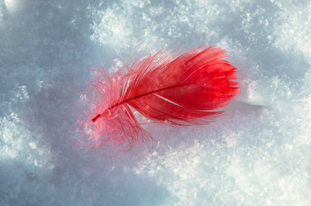 Red decorative feather on white snow in winter. close-upの写真素材