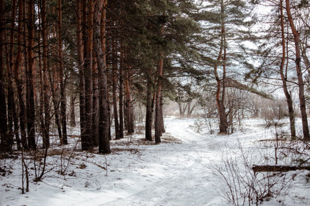 Snow covered road in the forest in winter. Nature.の写真素材