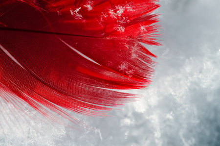 Red decorative feather on white snow in winter. close-upの写真素材