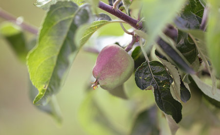 Small apple on a tree branch in nature.の写真素材