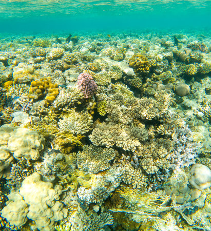 Coral reef under the water of the Red Sea.の写真素材