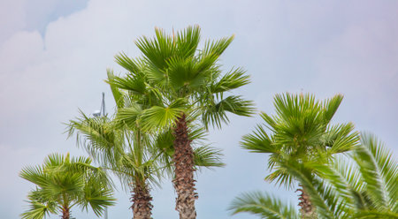 Green leaves on a palm tree against a blue sky.の写真素材