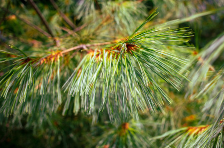 Green coniferous plant in nature as a background.
