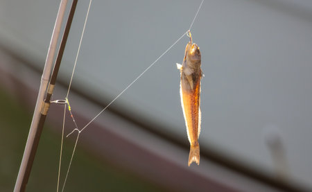 Dried fish on a fishing rod.