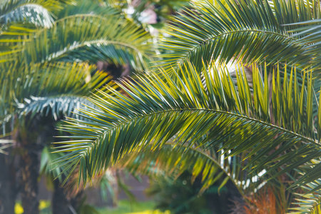 Green leaves of a palm tree in tropical nature.の写真素材