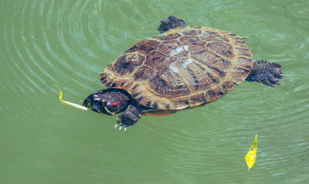 Turtle swims in the water of the lakeの写真素材
