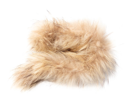Animal fur isolated white background. close-up.の写真素材