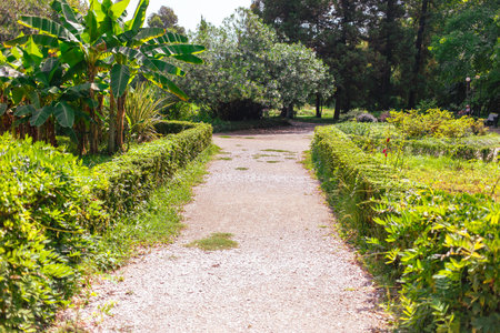 Walking path in the park in summer.の写真素材