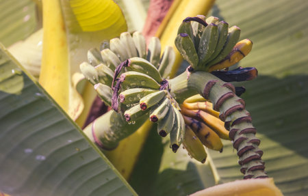 Small green fruits of bananas on a plant.の写真素材