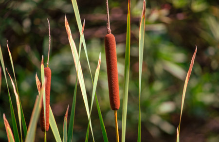 Reeds in nature as a background.の写真素材