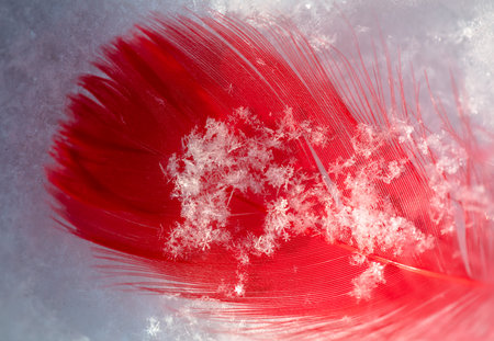 Red decorative feather on white snow in winter. close-upの写真素材