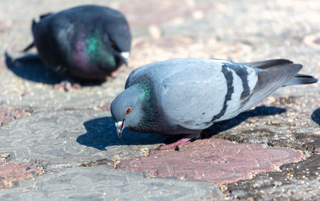 Pigeons on the ground. Pigeons eat sunflower seeds.
