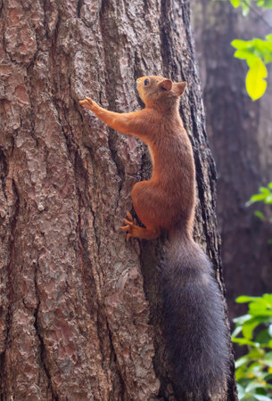 Portrait of a squirrel on a tree trunk in nature.の写真素材