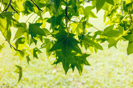 Green leaves on a maple tree in summer.の写真素材
