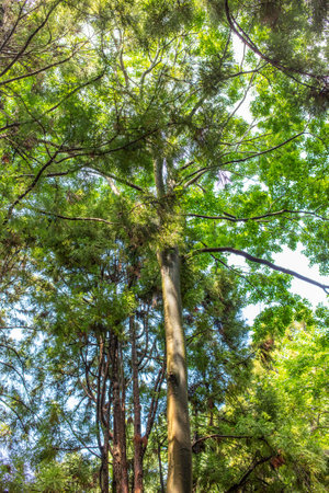 Dense trees in the forest as a background.の写真素材