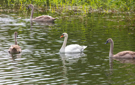 White swan swims in nature in summer.の写真素材