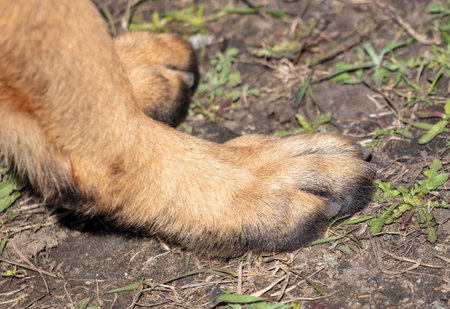 Dog's paw on the ground.の写真素材