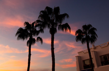 Silhouettes of palm trees at sunset. nature in the tropics