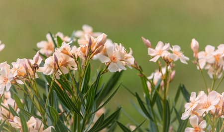 Beautiful beige flowers in the summer park.