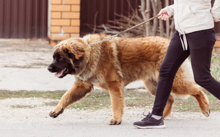 Caucasian shepherd dog on the street. The dog is standing on its hind legs.の写真素材