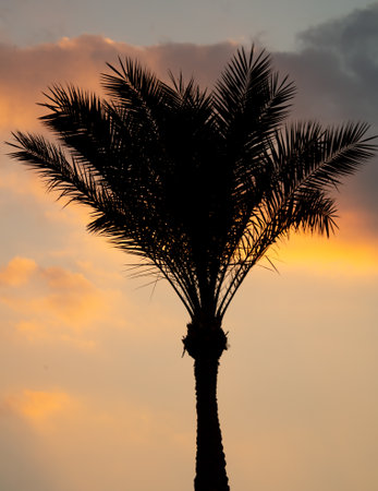 Black silhouettes of palm trees on the background of the sunset. Natureの写真素材