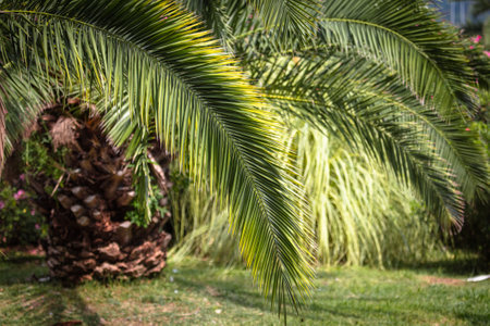 Green leaves of a palm tree in tropical nature.の写真素材