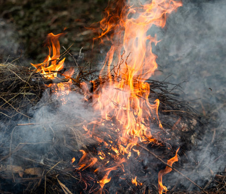 Burning dry branches in the forest, close-up, macro