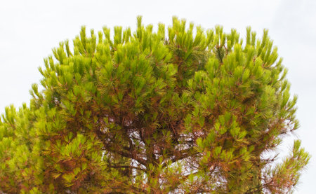 Green coniferous plant in nature as a background.
