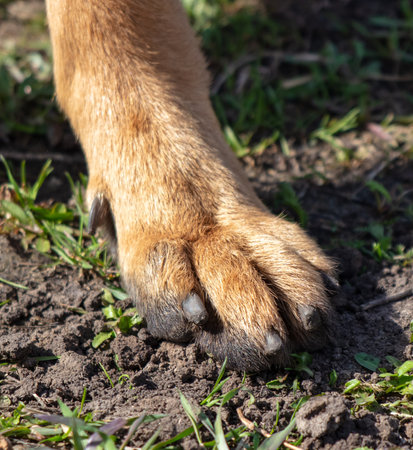 Dog's paw on the ground.の写真素材