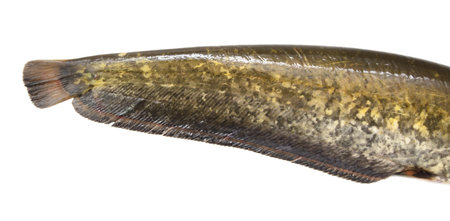 Catfish tail isolated on white background. close-up
