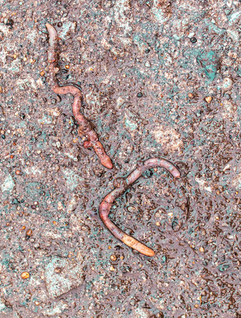Dead earthworm on the pavement. close-up