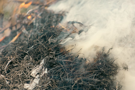 Burning dry branches in the forest, close-up, macroの写真素材