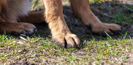 Dog's paw on the ground.の写真素材