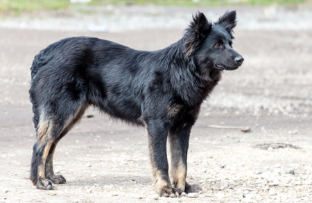 Black mongrel dog standing on the sand and looking at the camera.の写真素材